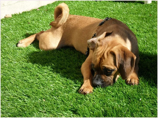 Prenda impermeable amistosa de la hierba artificial 25m m del animal doméstico de la suavidad de los PP del PE para el tono de los perros 4